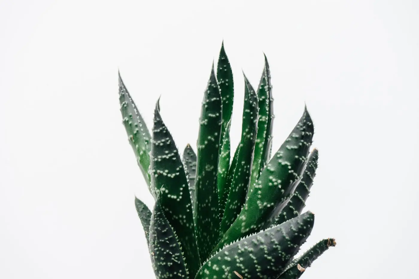 A close-up of aloe leaves against a pale background